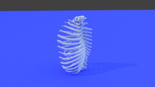 Ribcage and thorax of a dog - Dogs - embodi3D.com
