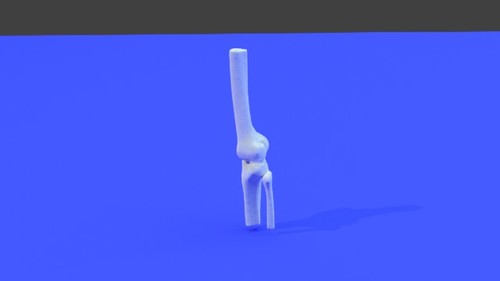 Left knee of a young woman - Extremity, Lower (Leg) - embodi3D.com