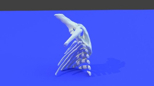 Right Shoulder Joint 3D Printable STL File Converted From CT Scan ...