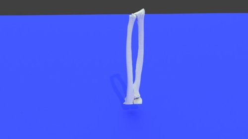 left forearm - Extremity, Upper (Arm) - embodi3D.com