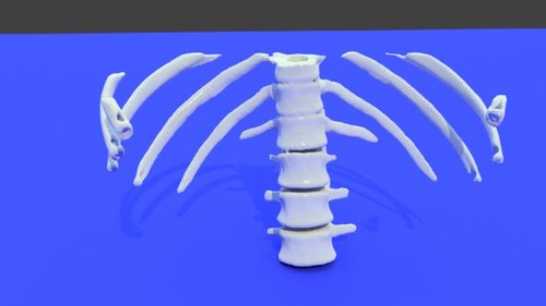 970127 - stl file processed - Thorax and Ribs - embodi3D.com