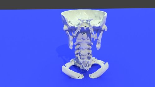 20190702 Cervical Premium BONES 2nd try - stl file processed - Skull ...