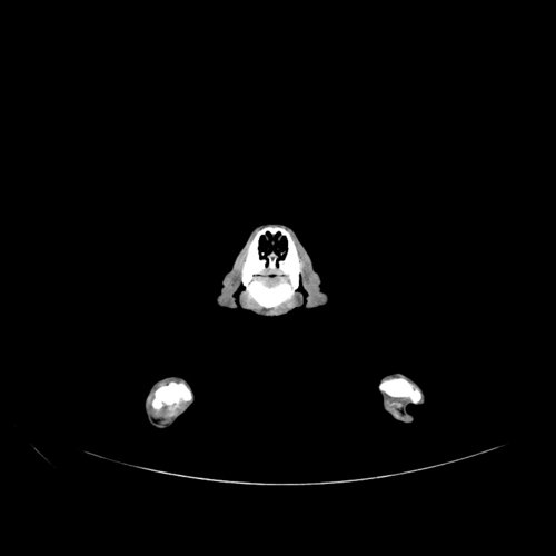 Dog Head muscle Skull and Face