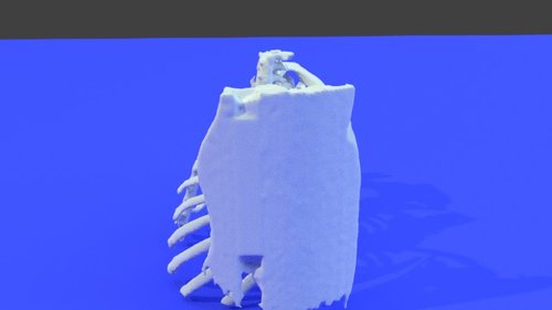 hand and tibia - stl file processed - Thorax and Ribs - embodi3D.com