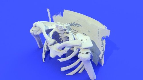 ribs - stl file processed - Thorax and Ribs - embodi3D.com