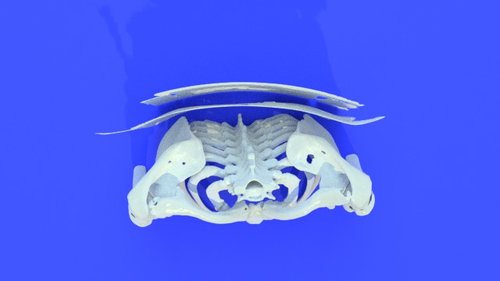 ribs - stl file processed - Thorax and Ribs - embodi3D.com