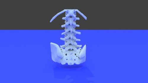 my back - stl file processed - Spine and Pelvis - embodi3D.com