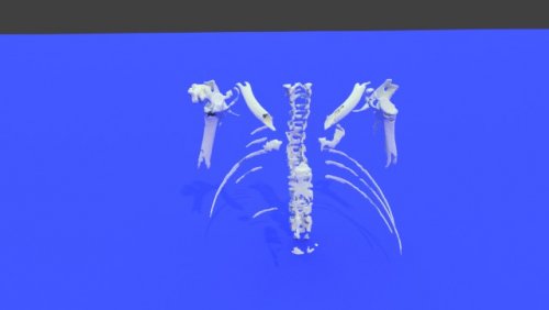 My upper torso - stl file processed - Thorax and Ribs - embodi3D.com