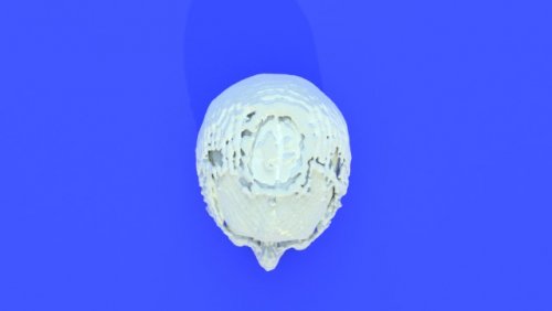 test head - stl file processed - Brain - embodi3D.com