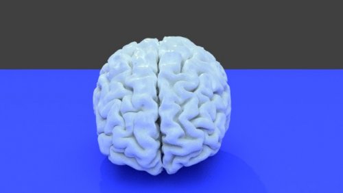 3d Printable Brain from MRI Scan - MRIs - embodi3D.com
