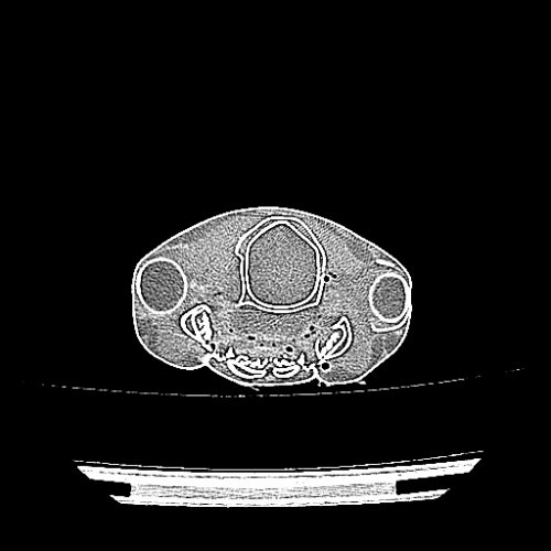 Shark_Scan_2 Veterinary scans