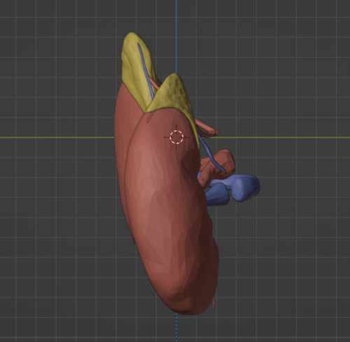 3D Model of Renal System - Other organs - embodi3D.com