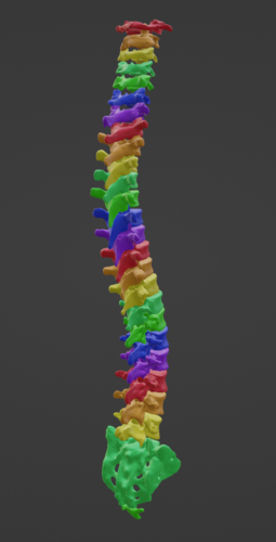 3D Model of Vertebral Column - Spine and Pelvis - embodi3D.com