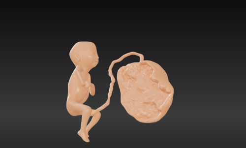 3D Model of Lifeform Human Fetus Replica - 5 Month Female - Other ...
