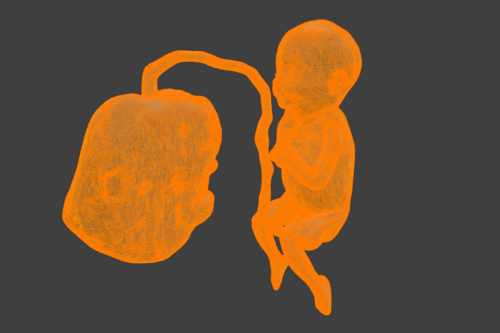 3D Model of Lifeform Human Fetus Replica - 5 Month Male - Other organs ...