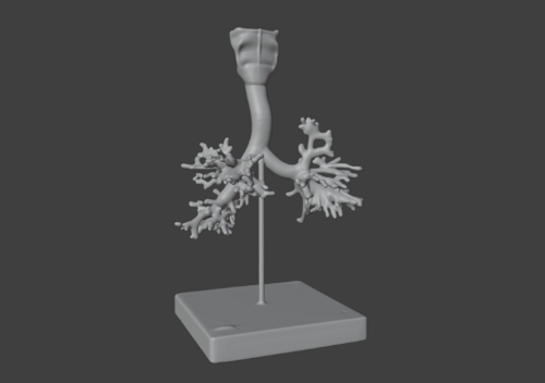 3D Bronchial Tree Model with Larynx with Stand - Other organs ...