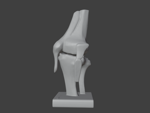 3D Model of Human Knee Joint with Ligaments on Stand - Extremity, Lower ...