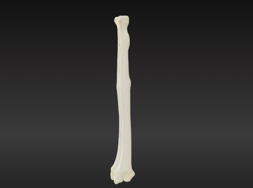 3D Model of Radius Bone - Extremity, Lower (Leg) - embodi3D.com