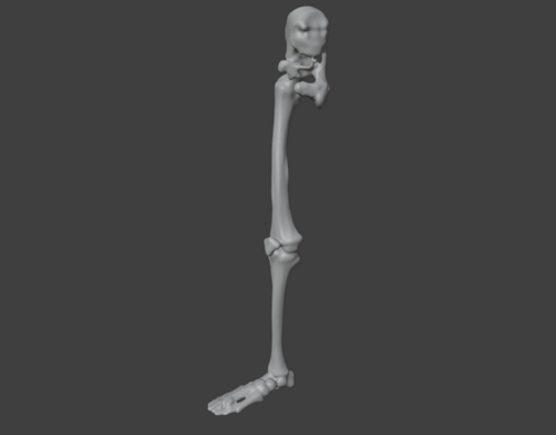 3D Model of Human Leg Skeleton with Hip Joint and Foot Anatomy ...
