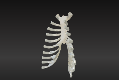 3D Model of Sternum Bone with Cartilage - Extremity, Lower (Leg ...