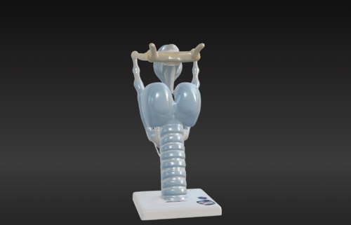 3D Model of Human Larynx Anatomy with Stand - Other organs - embodi3D.com