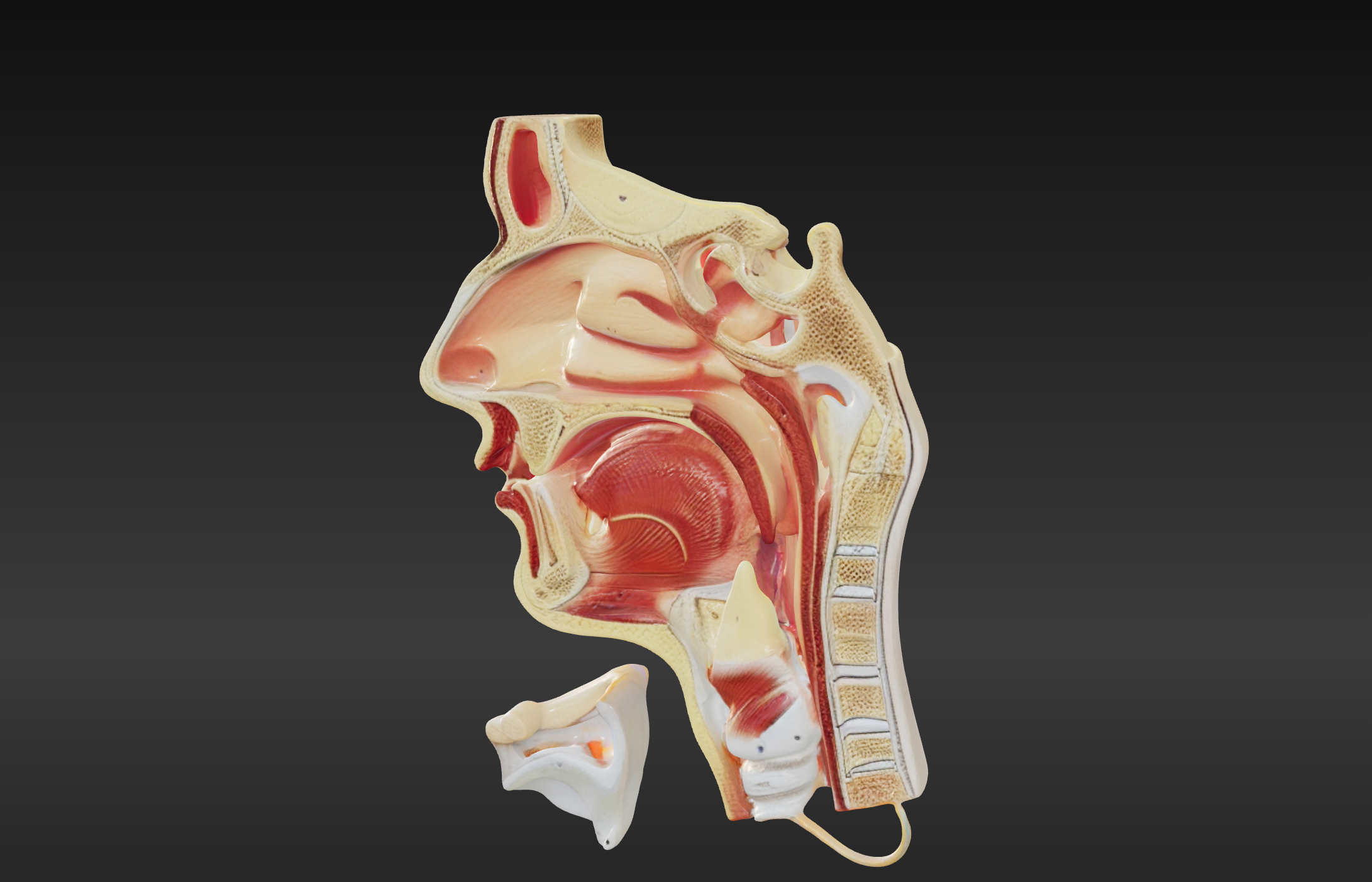 Nasal Cavity Anatomy 3d
