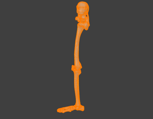 3D Model of Human Leg Skeleton with Hip Joint and Foot Anatomy ...