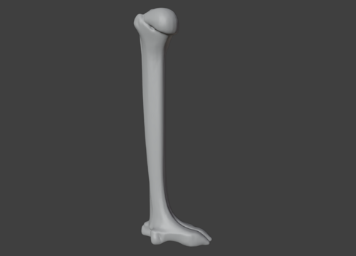 3D Model of Humerus Bone - Extremity, Lower (Leg) - embodi3D.com