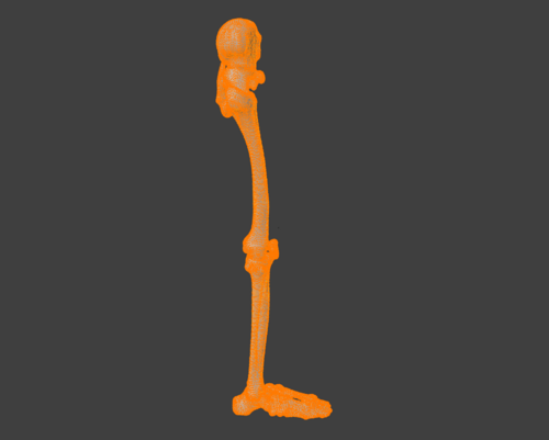 3D Model of Human Leg Skeleton with Hip Joint and Foot Anatomy ...