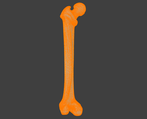3D Femur Bone Model - Extremity, Lower (Leg) - embodi3D.com