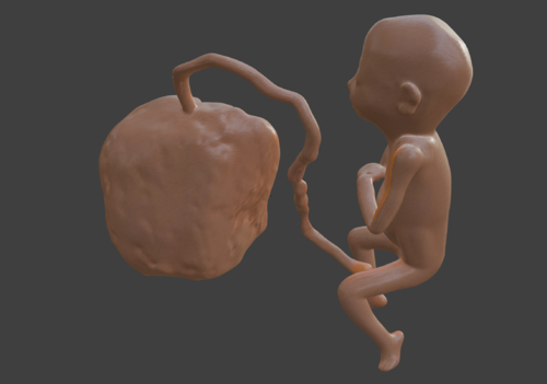 3D Model of Lifeform Human Fetus Replica - 5 Month Female - Other ...