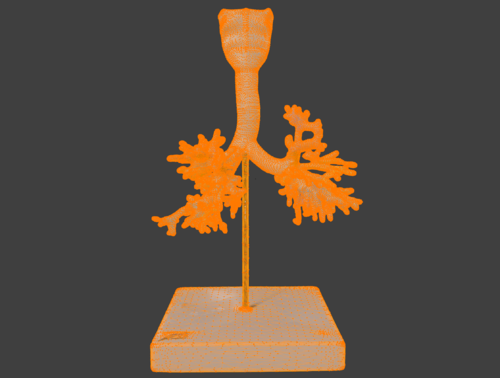 3D Bronchial Tree Model with Larynx with Stand - Other organs ...