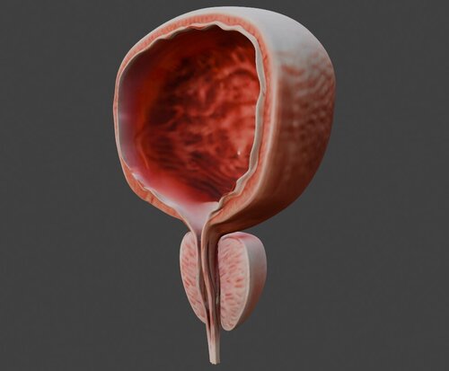 3D Model of Bladder Cross Section - Other organs - embodi3D.com