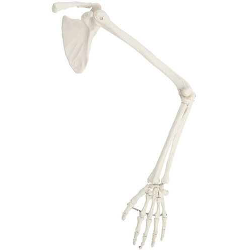3D Model of Arm Skeleton with Clavicle, Scapula, and Hand Anatomy ...