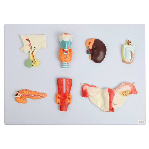 3D Complete Endocrine Gland Set Anatomy Model - Other organs - embodi3D.com