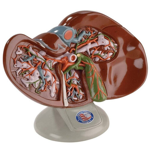 3D Liver and Gallbladder Anatomical Model - Other organs - embodi3D.com