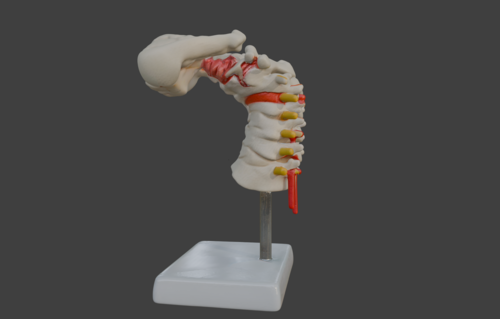 3D Vertebrae Anatomy Model with Stand v1 - Spine and Pelvis - embodi3D.com