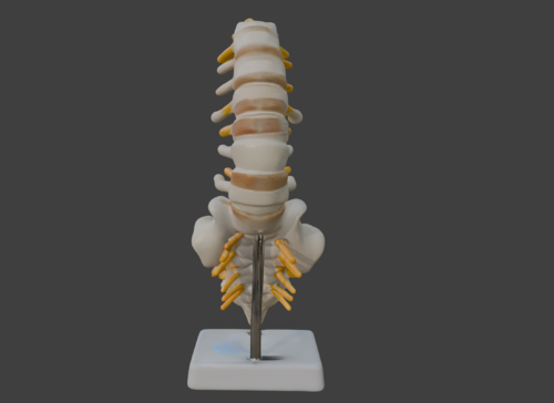 3D Vertebrae Anatomy Model with Stand v3 - Spine and Pelvis - embodi3D.com