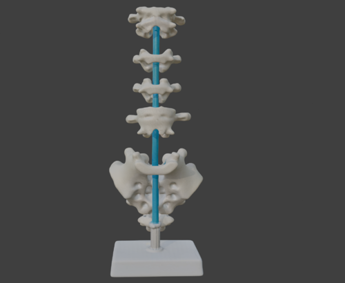 3D Vertebrae Anatomy Model with Stand v4 - Spine and Pelvis - embodi3D.com