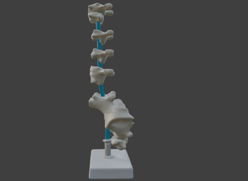 3D Vertebrae Anatomy Model with Stand v4 - Spine and Pelvis - embodi3D.com