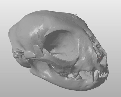 Cat Skull - Veterinary scans - embodi3D.com
