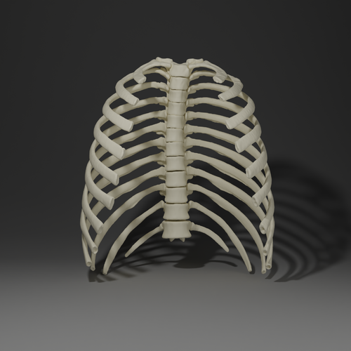 CT Ribs and Thoracic Vertebrae - Thorax and Ribs - embodi3D.com