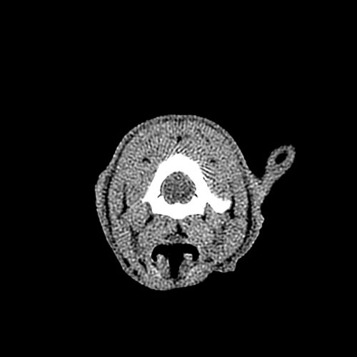 3headcat - Veterinary scans - embodi3D.com