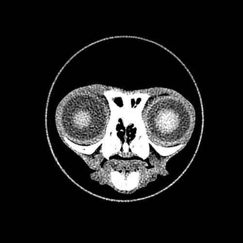 3headcat - Veterinary scans - embodi3D.com
